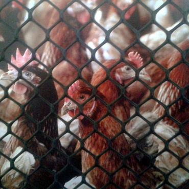 Poultry mesh