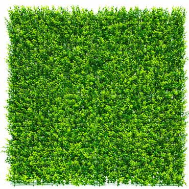 NORT VERTICAL BUXUS 1x1m ZÖ x6