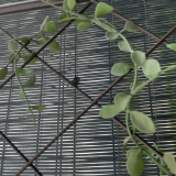 Classic Metal Trellis barna 1,2 m