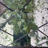 Classic Metal Trellis barna 1,2 m