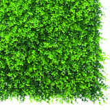 NORT VERTICAL BUXUS 1x1m ZÖ x6