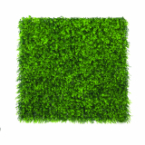 NORT VERTICAL BUXUS 1x1m ZÖ x6