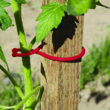 NORT TOMATOCLIP(25) PI X12