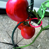 NORT TOMATOCLIP(25) PI X12