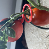 NORT TOMATOCLIP(25) PI X12